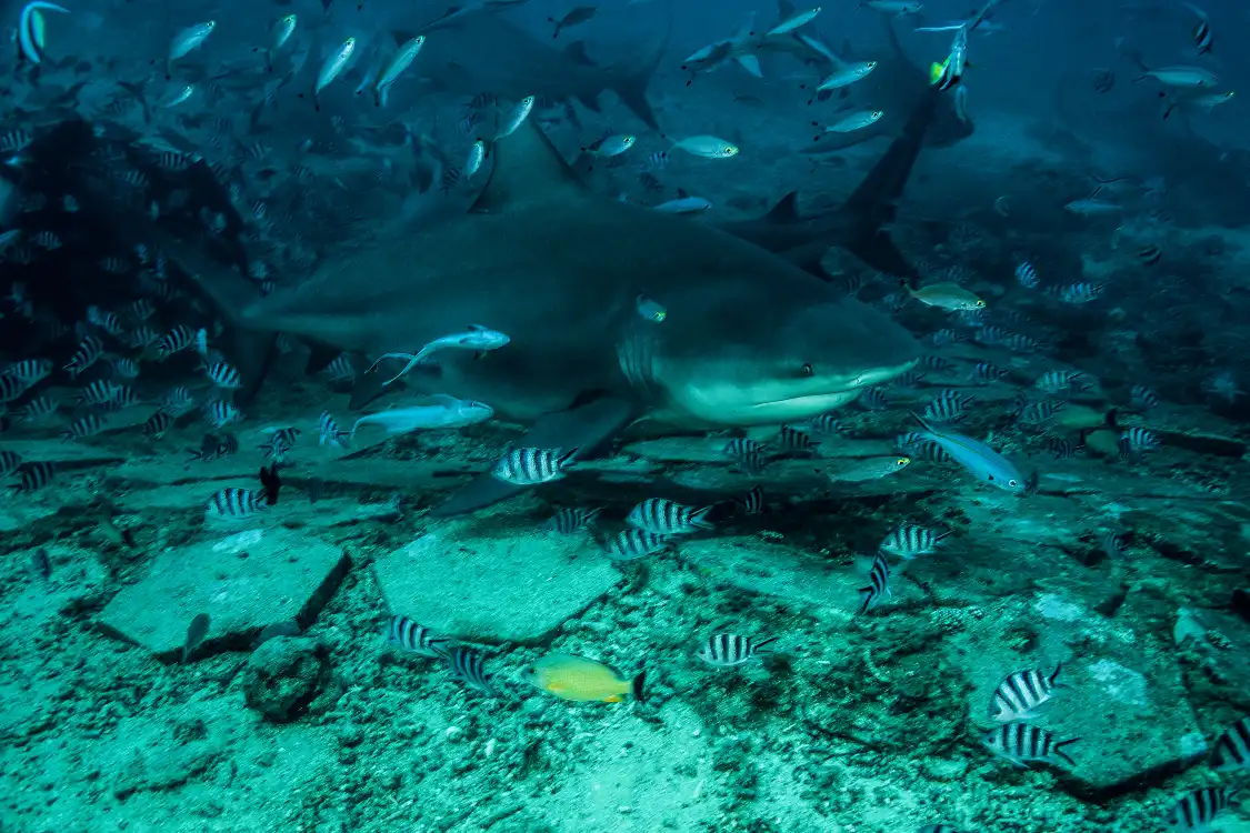 Hotels in der Nähe von Pacific Harbour