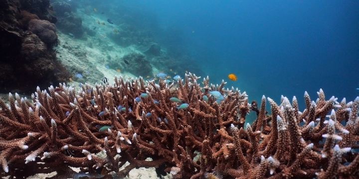 Pigeon Island Diving