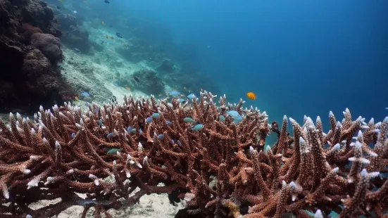 鴿子島潛水