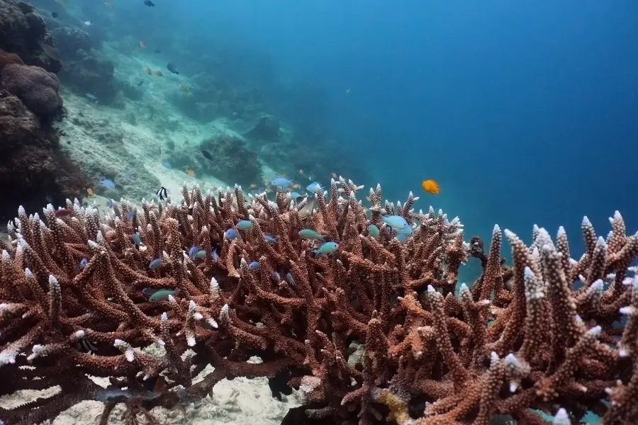 Pigeon Island Diving