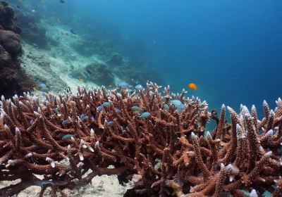 Pigeon Island Diving