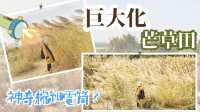 【粉嶺好去處】極簡易路線｜ 打卡路線攻略｜