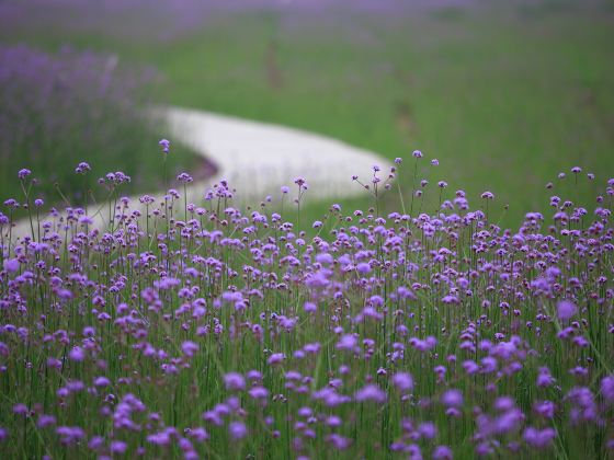 Sunhu Flower Sea