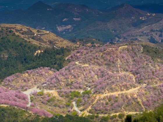 仙居山櫻花園