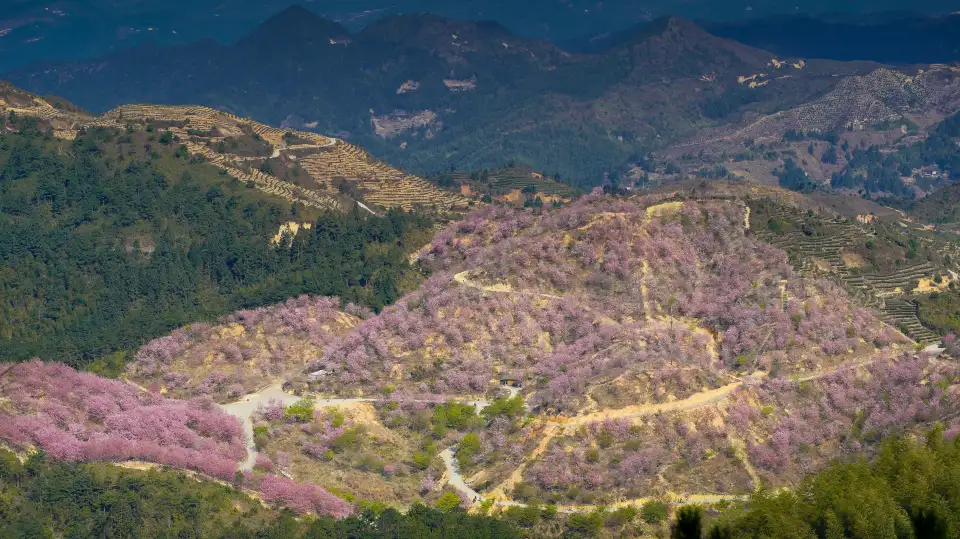 5_仙居山櫻花園