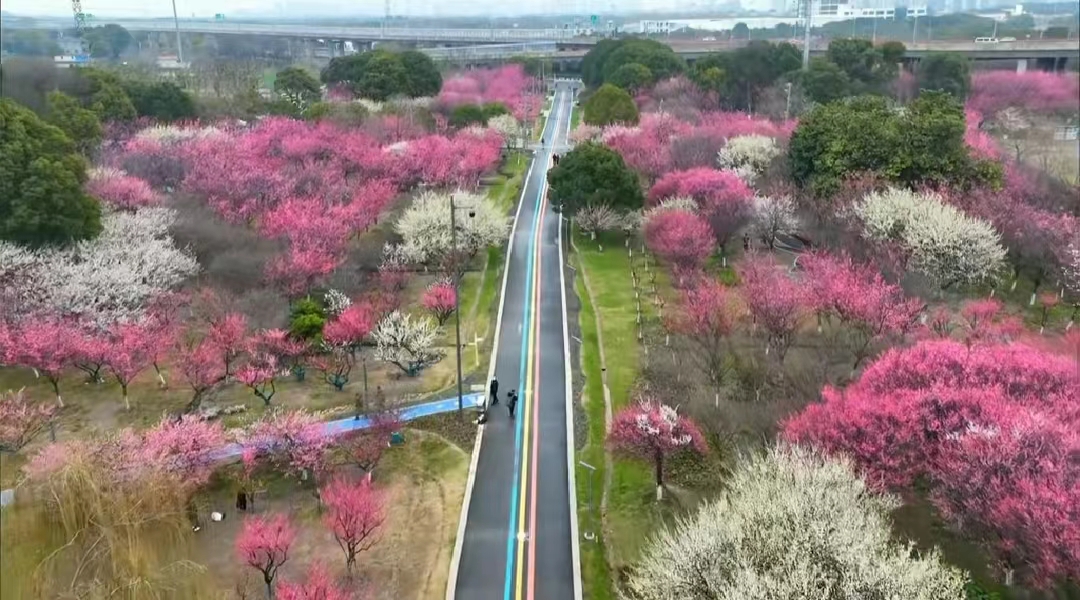 蘇州賞梅花