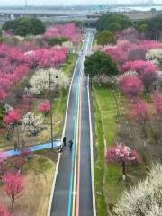 黃橋梅花園