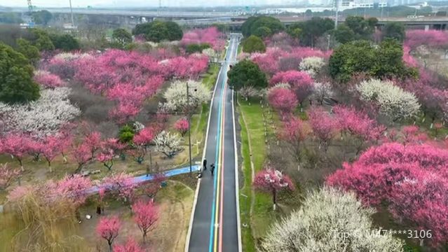 Plum Blossom Viewing in Suzhou