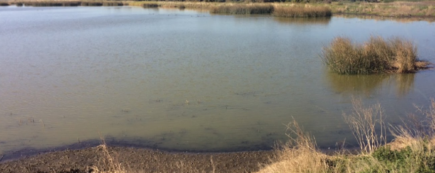 The Western Treatment Plant