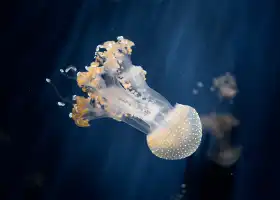 Aquarium of Genoa