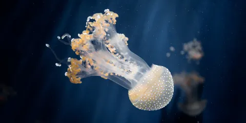 熱那亞水族館門票長者