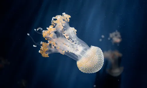 Acquario di Genova