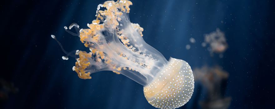 Aquarium of Genoa