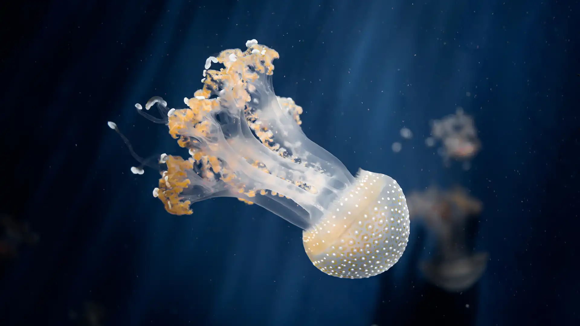 Hotels near Aquarium of Genoa