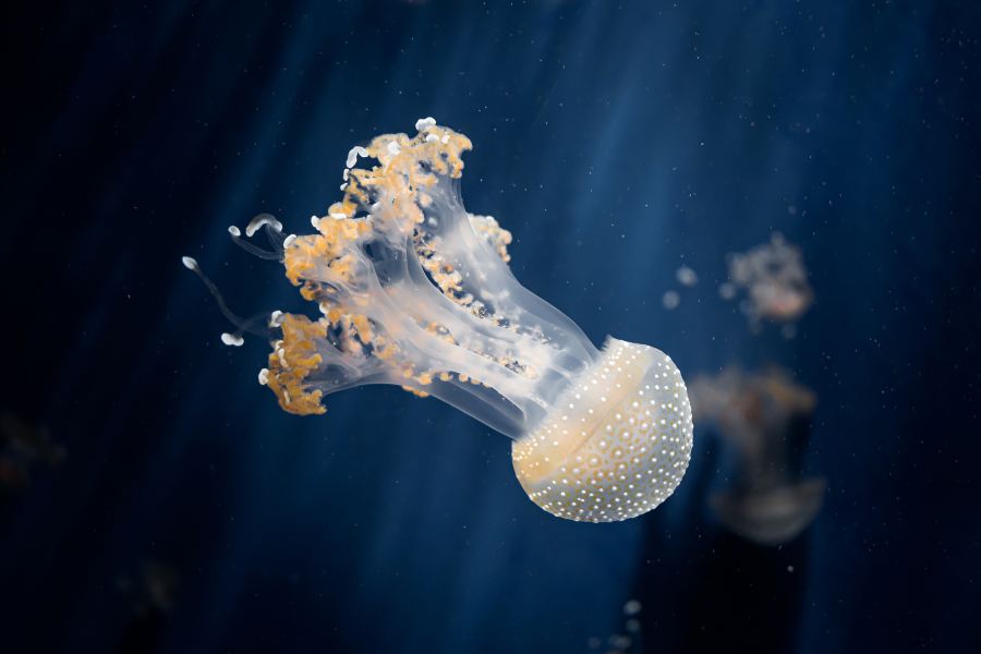 熱那亞水族館