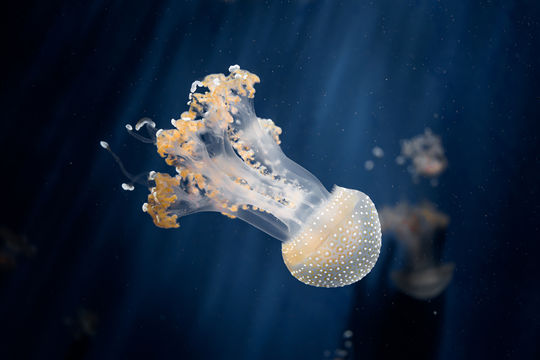 Aquarium of Genoa