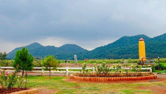 Suwan Farm's Sweet Corn