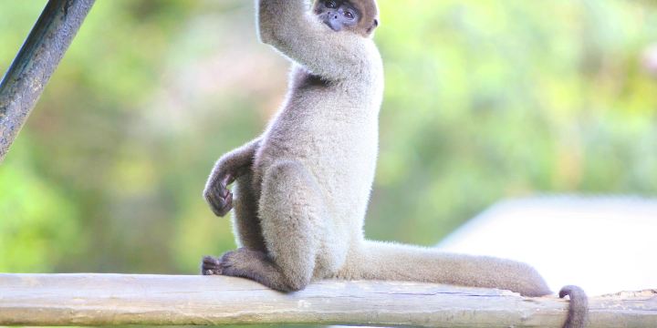 Manaus Zoo