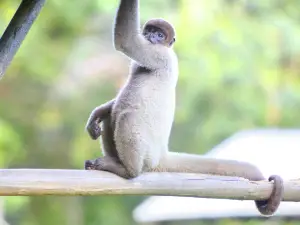 Manaus Zoo