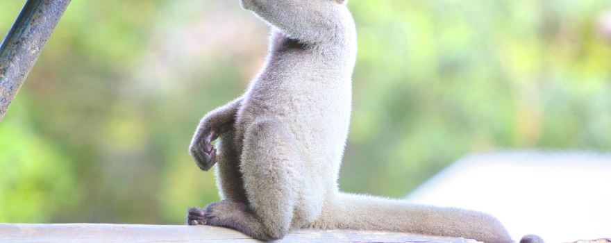 Manaus Zoo