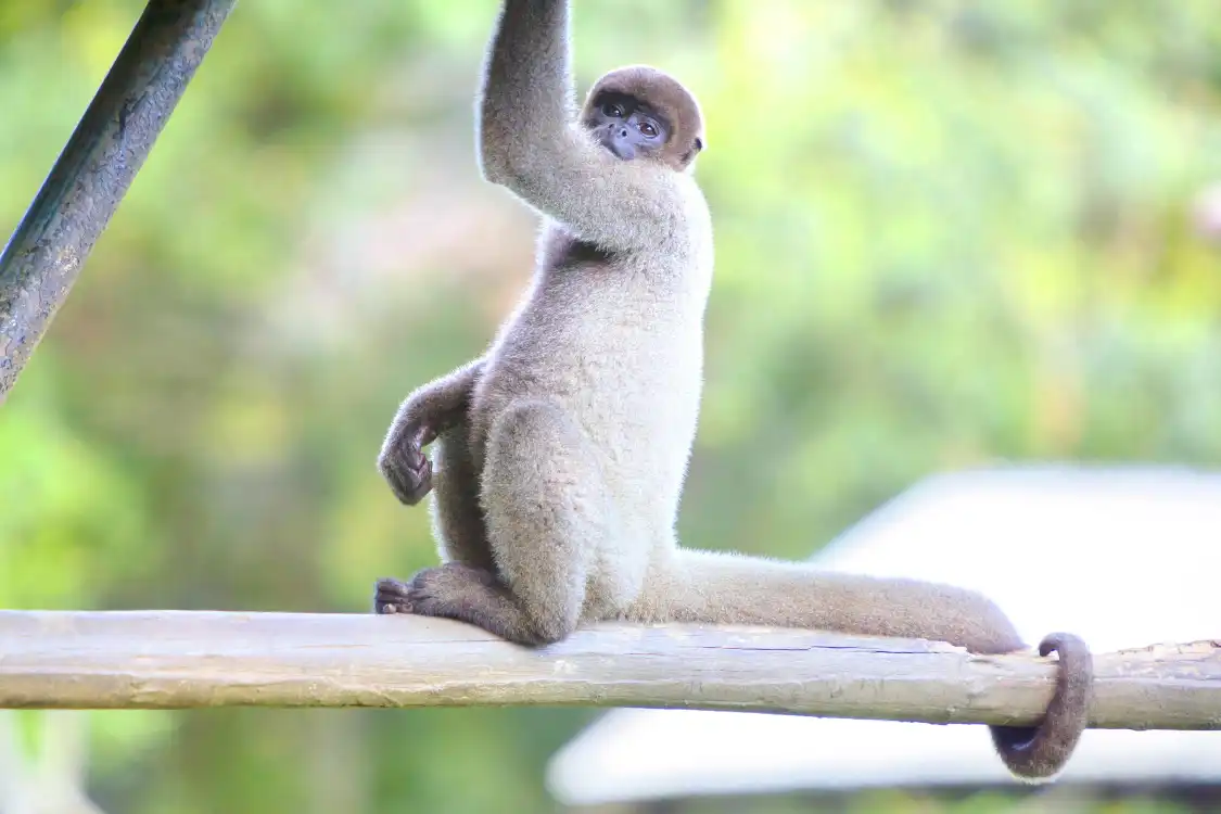 Hotels near Manaus Zoo