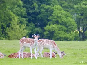 National Trust - Attingham Park