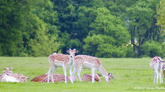 National Trust - Attingham Park