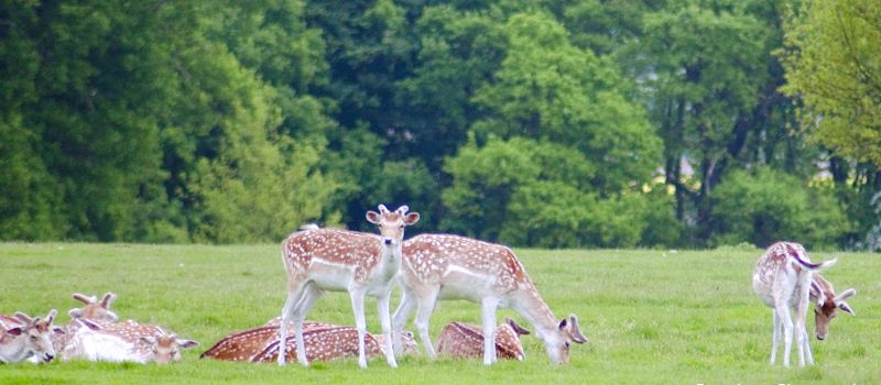 National Trust - Attingham Park