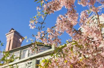 Top 10 Spring Outings in Sydney