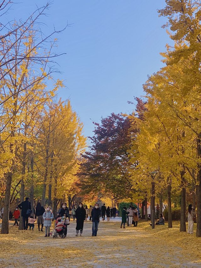 서울 단풍놀이 ₍ ̂ˑ̫̈̄ ̂₎