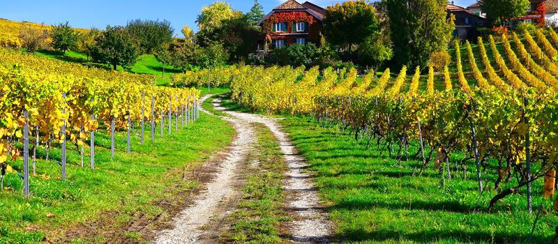 Domaine de la Dolle