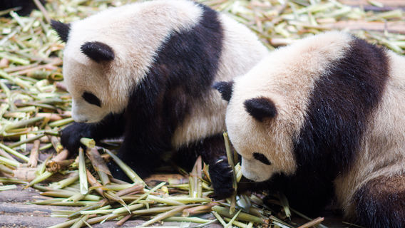 ChengduTagestouren