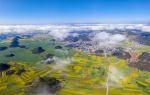 Luoping Canola Flower Ocean