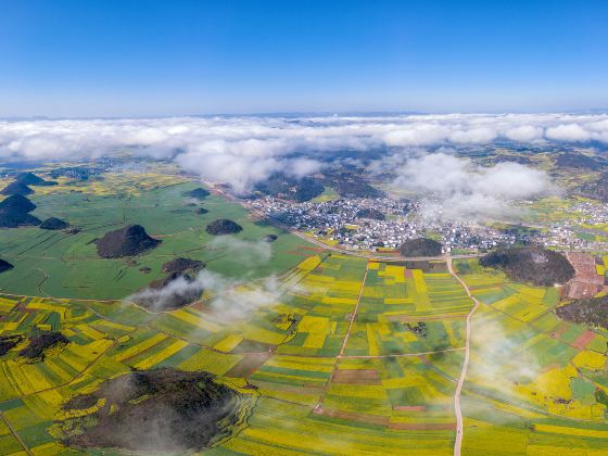 Luoping Canola Flower Ocean