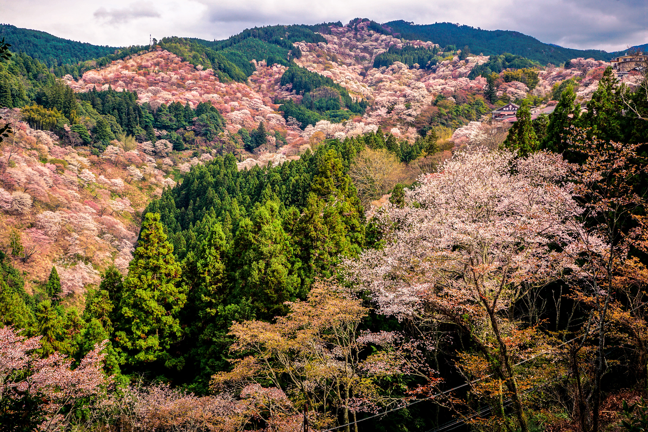一生に一度は訪れたい‼️奈良・吉野山の桜🌸 | Trip.com 吉野町