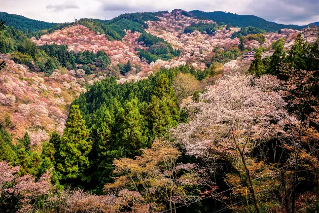 Toyoko Inn Tenri Ekimae