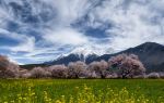 Bomi Peach Blossom Valley