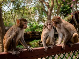 Nanwan Monkey Islet Eco-Tourism Park