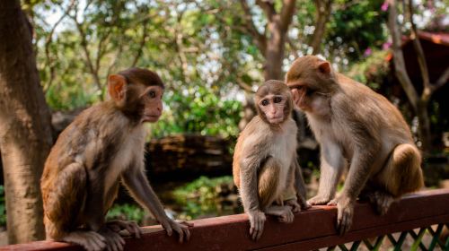 Nanwan Monkey Island Ecological Scenic Spot