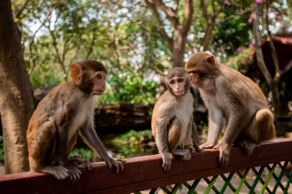 5_Nanwan Monkey island Eco-tourist Attraction Zone