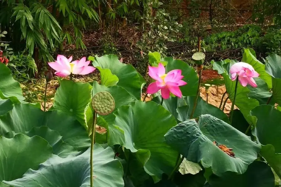 Xinan Botanical Garden