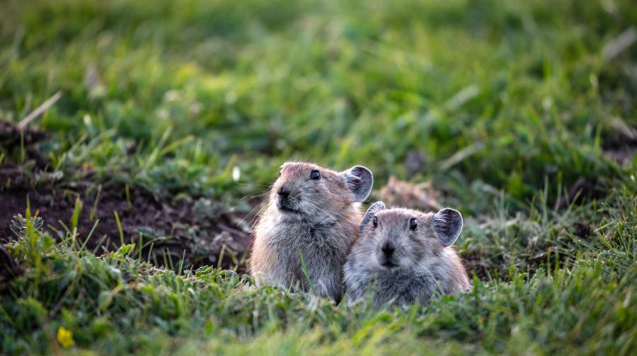 西寧市酒店至青海湖私人來回接送服務