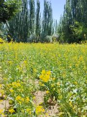 Aromatic Plant Ecological Sightseeing Garden