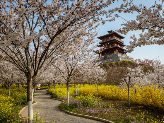 豊楽桜園