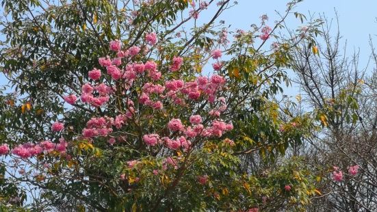 春光明媚，阳光灿烂，深圳中心公园景色优美，春暖花开，温暖，晒