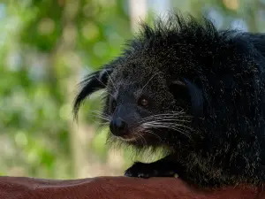 Panaewa Rainforest Zoo and Gardens