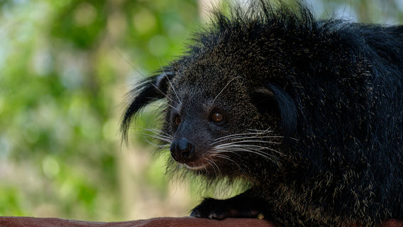 Panaewa Rainforest Zoo and Gardens