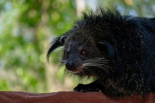 帕奈瓦熱帶雨林動物園