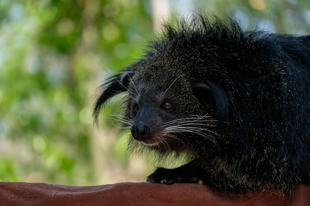 Panaewa Rainforest Zoo and Gardens