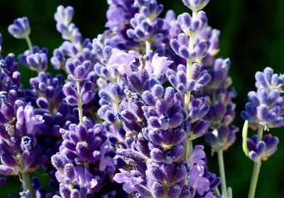 NZ Alpine Lavender